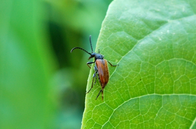 da determinare 2: Pseudovadonia livida